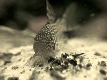 Corydora Sterbai Jong